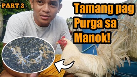 tamang pag purga ng manok panabong|Tamang Pagtali o' Pagkulong sa .